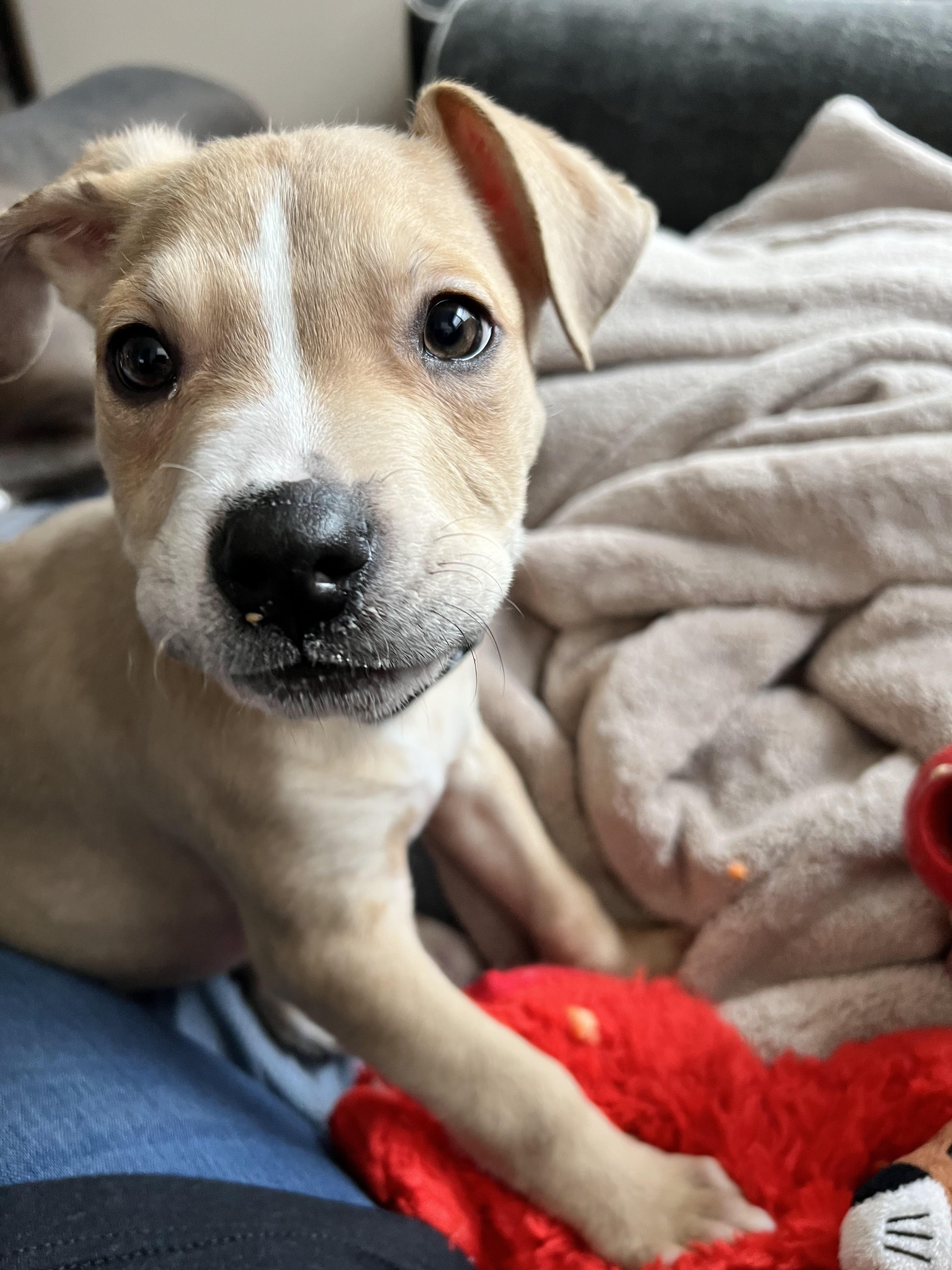 Enlarge Rico, a Adoptable mixed breed in Troy, MI image 5/6