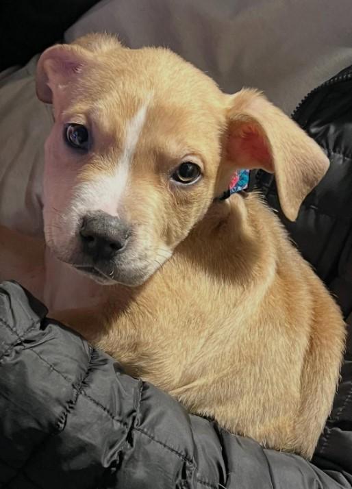 Enlarge Rico, a Adoptable mixed breed in Troy, MI image 6/6