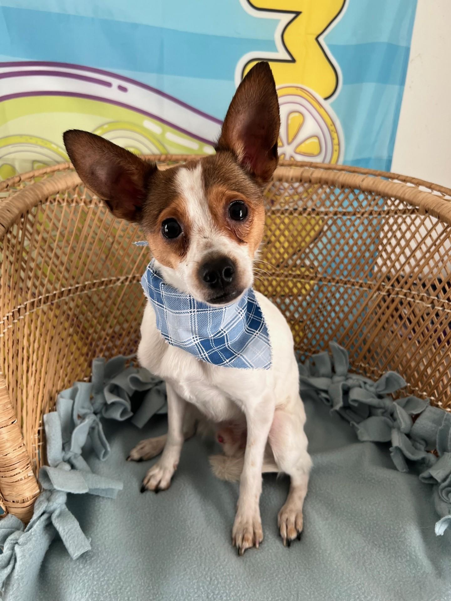 Enlarge JoJo, a ADOPTABLE mixed breed in Yakima, WA image 5/5