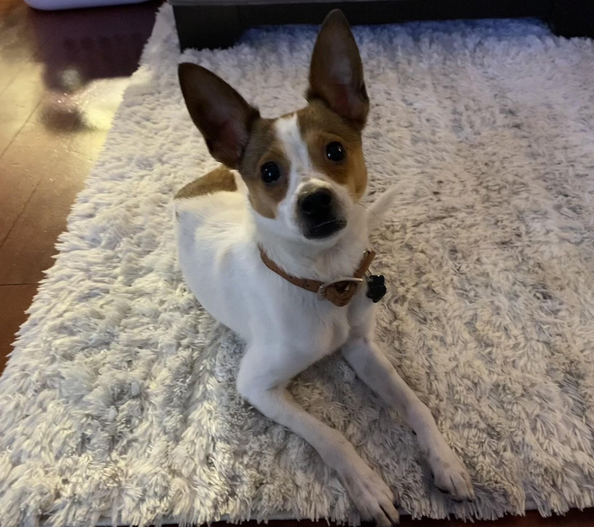 Enlarge JoJo, a ADOPTABLE mixed breed in Yakima, WA image 2/5