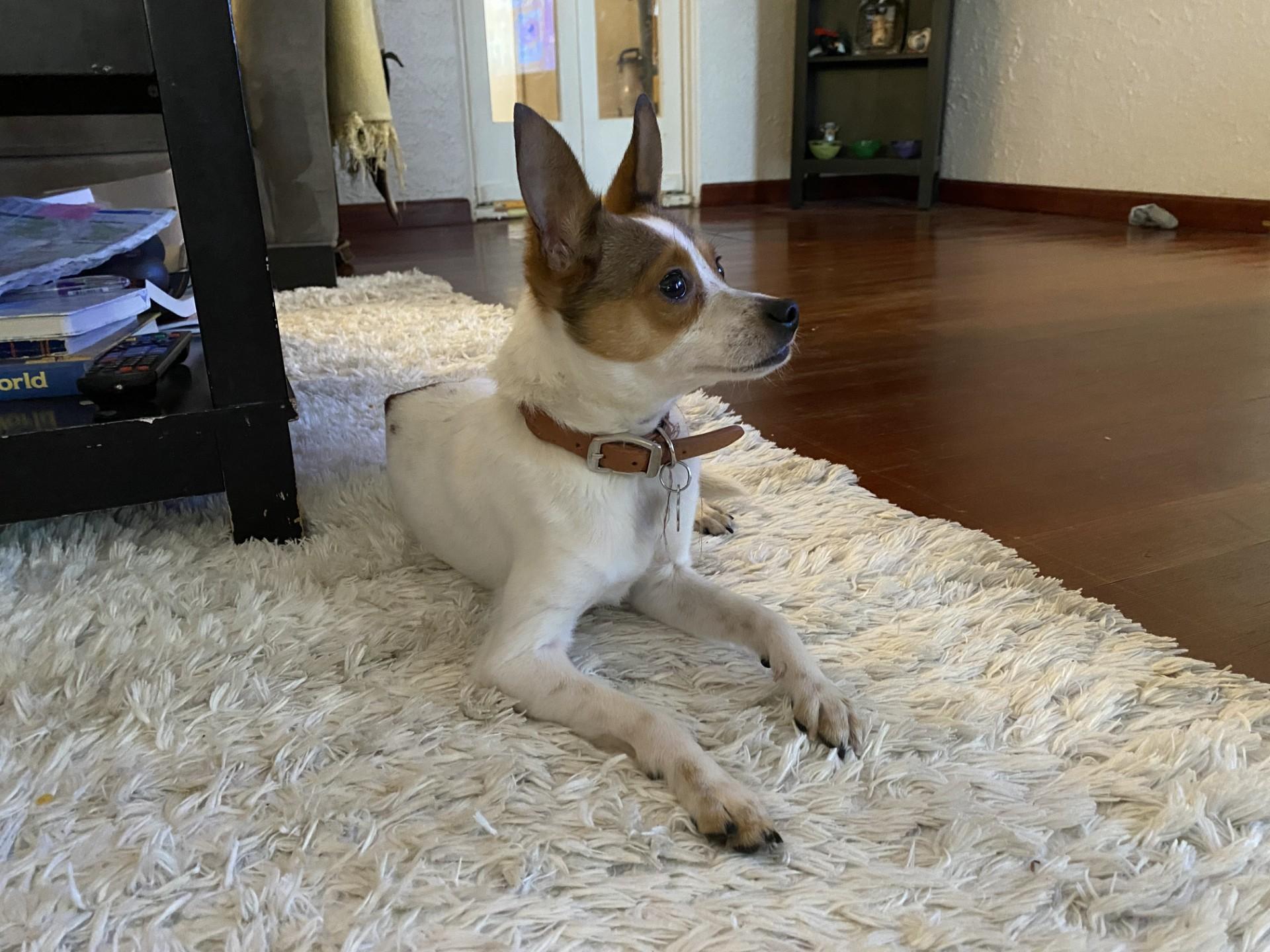 Enlarge JoJo, a ADOPTABLE mixed breed in Yakima, WA image 3/5