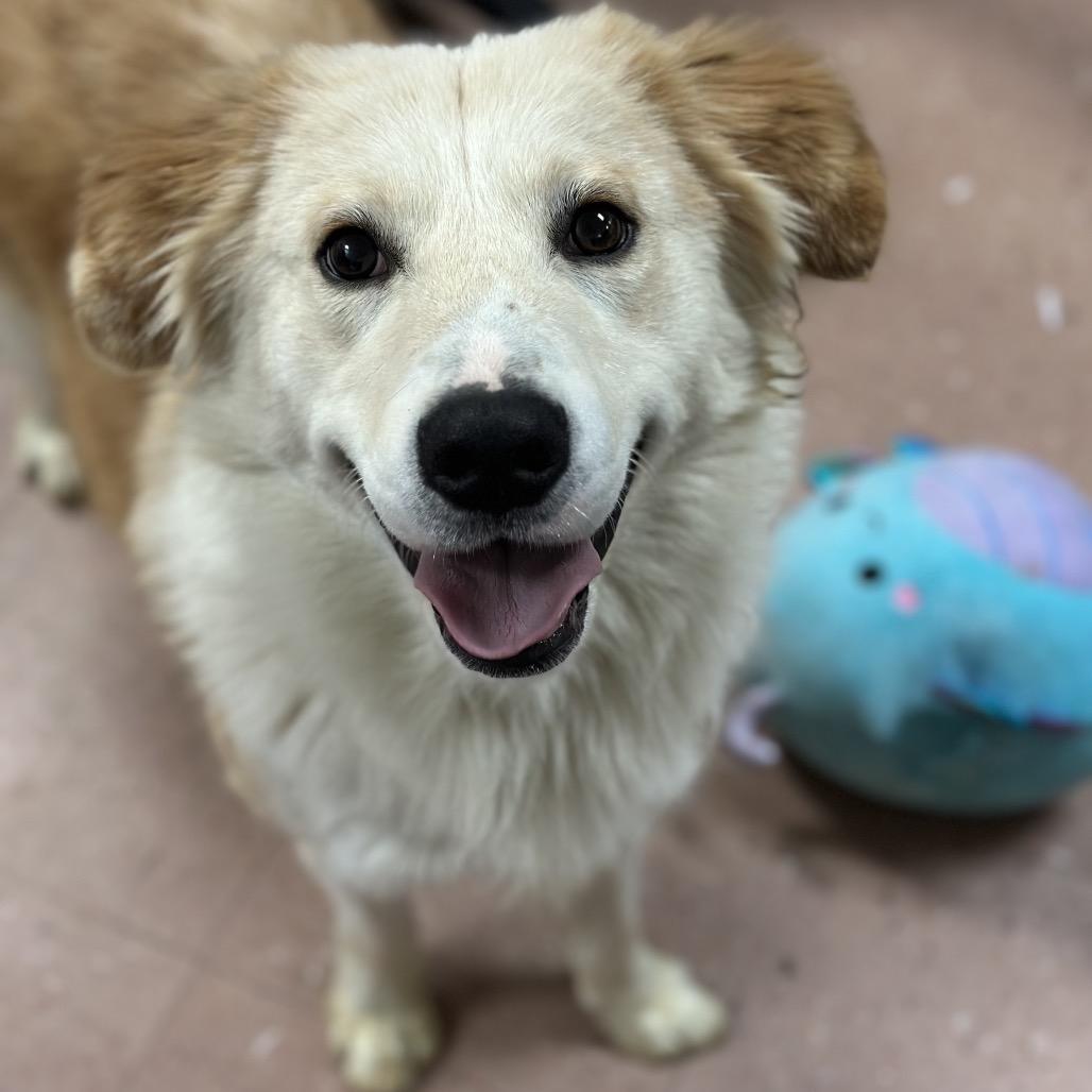 Enlarge McChicken, a Adoptable mixed breed in Fort Smith, AR image 1/3