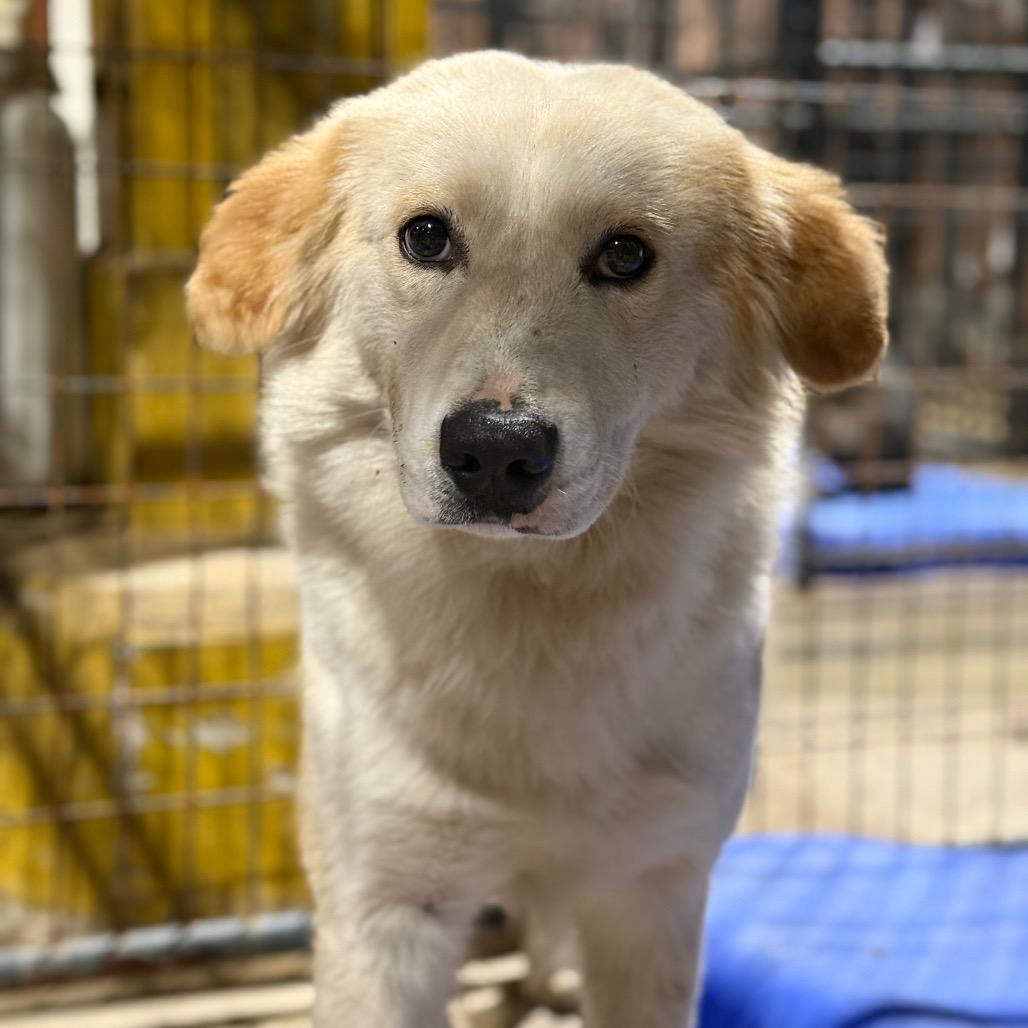 Enlarge McChicken, a Adoptable mixed breed in Fort Smith, AR image 2/3