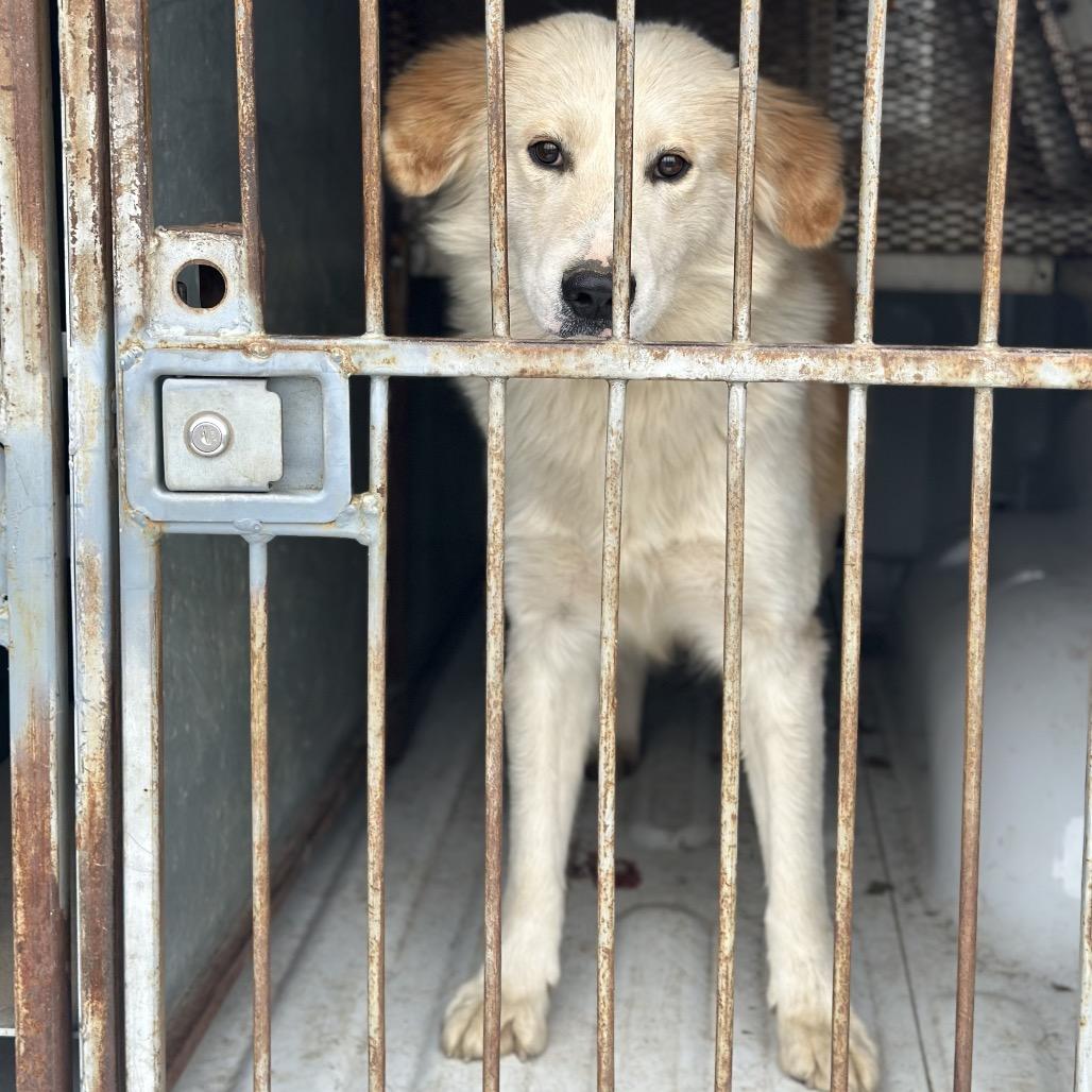 Enlarge McChicken, a Adoptable mixed breed in Fort Smith, AR image 3/3