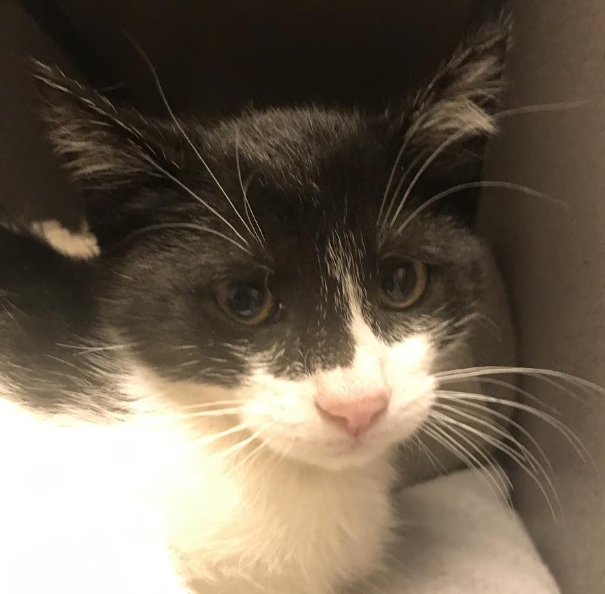 Enlarge Pepe, a ADOPTABLE Domestic Medium Hair in Buena Vista, CO image 2/3
