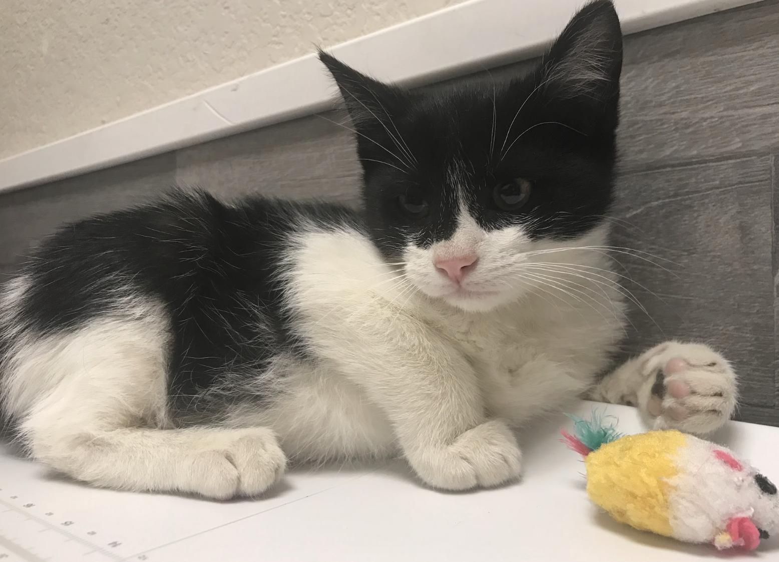Pepe, ADOPTABLE, Young Male Domestic Medium Hair.