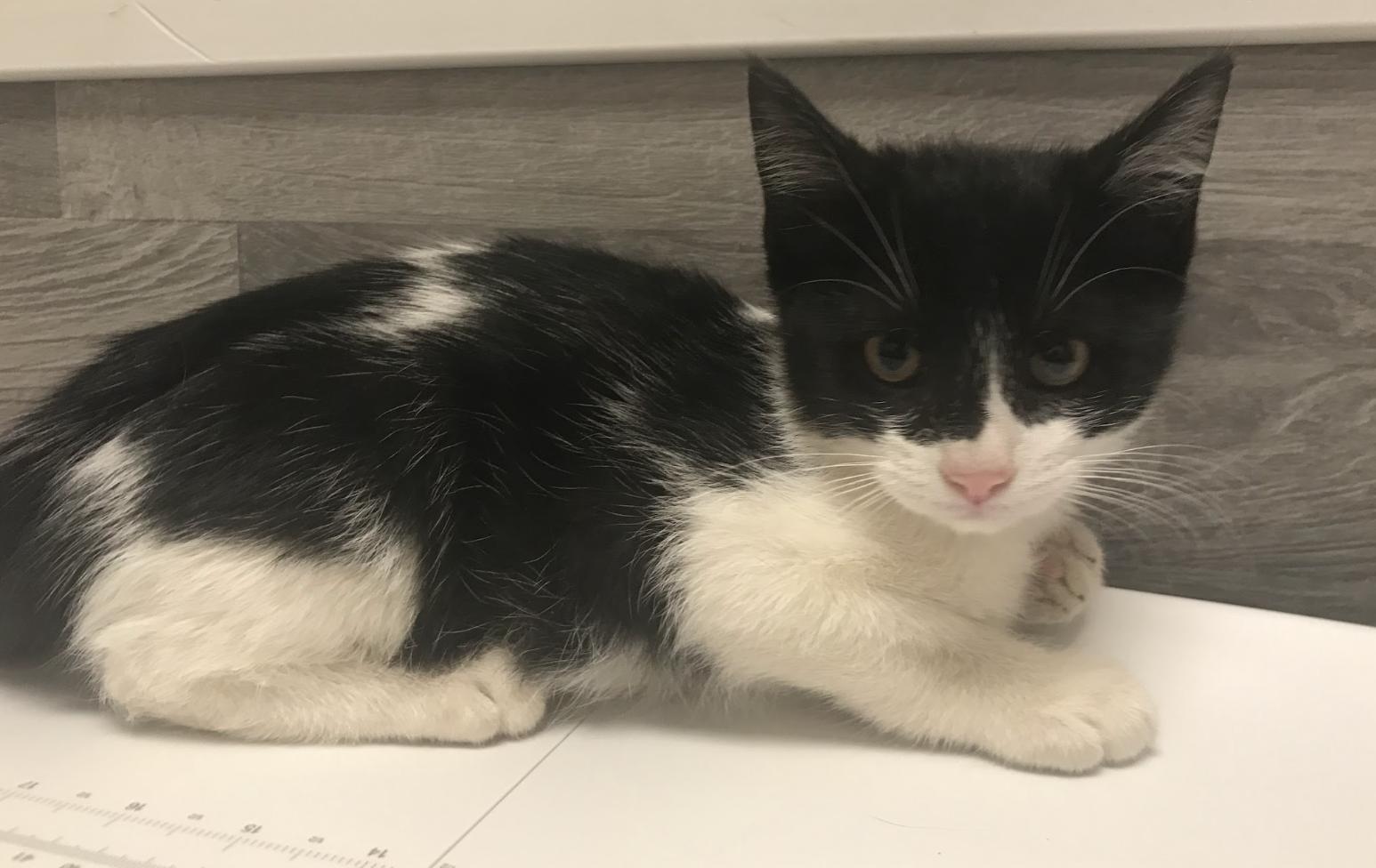 Enlarge Pepe, a ADOPTABLE Domestic Medium Hair in Buena Vista, CO image 3/3