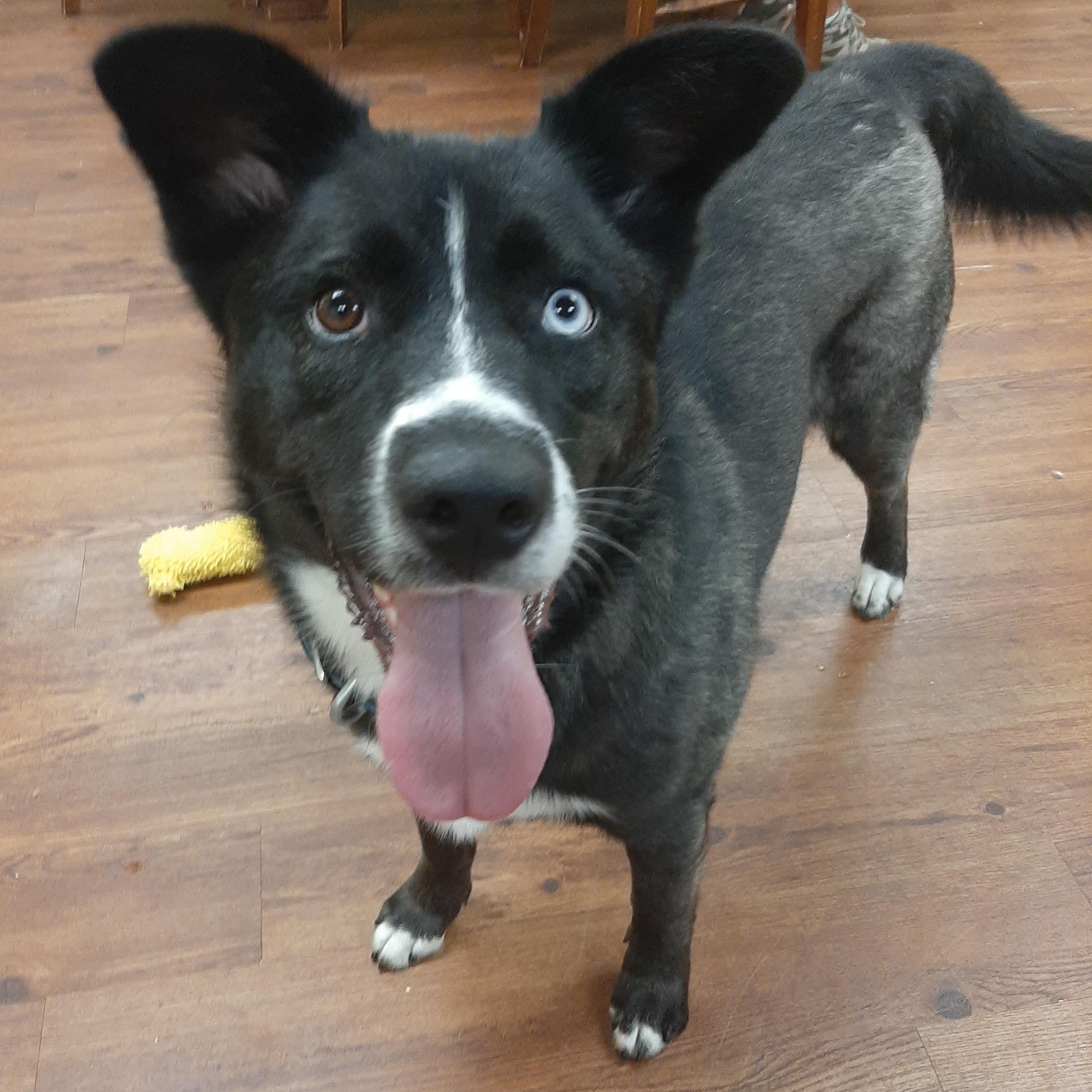 Enlarge Bitzy, an adoptable mixed breed in Lake Odessa, MI image 6/6