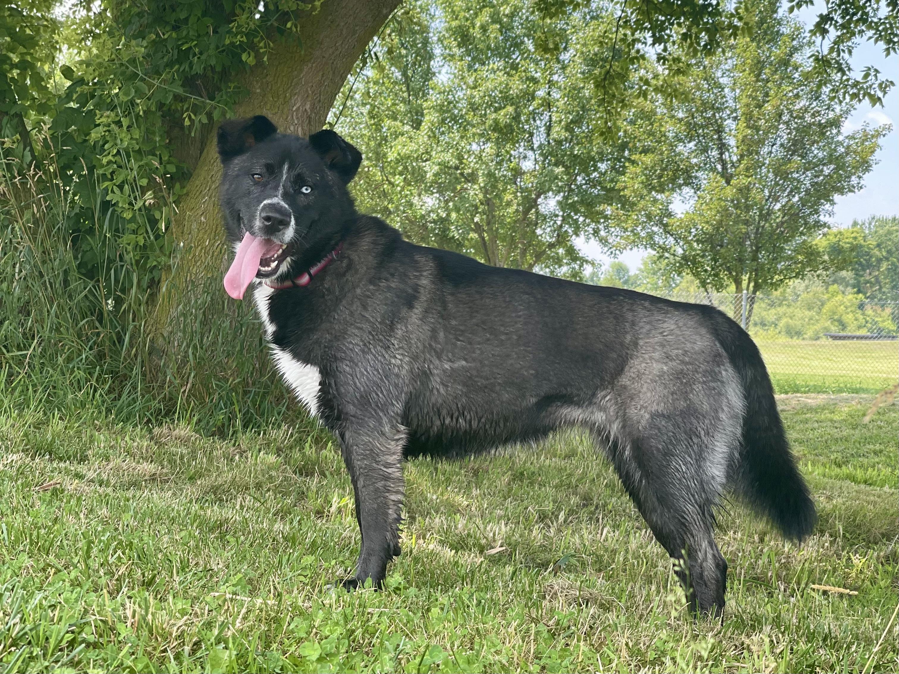 Enlarge Bitzy, an adoptable mixed breed in Lake Odessa, MI image 2/6