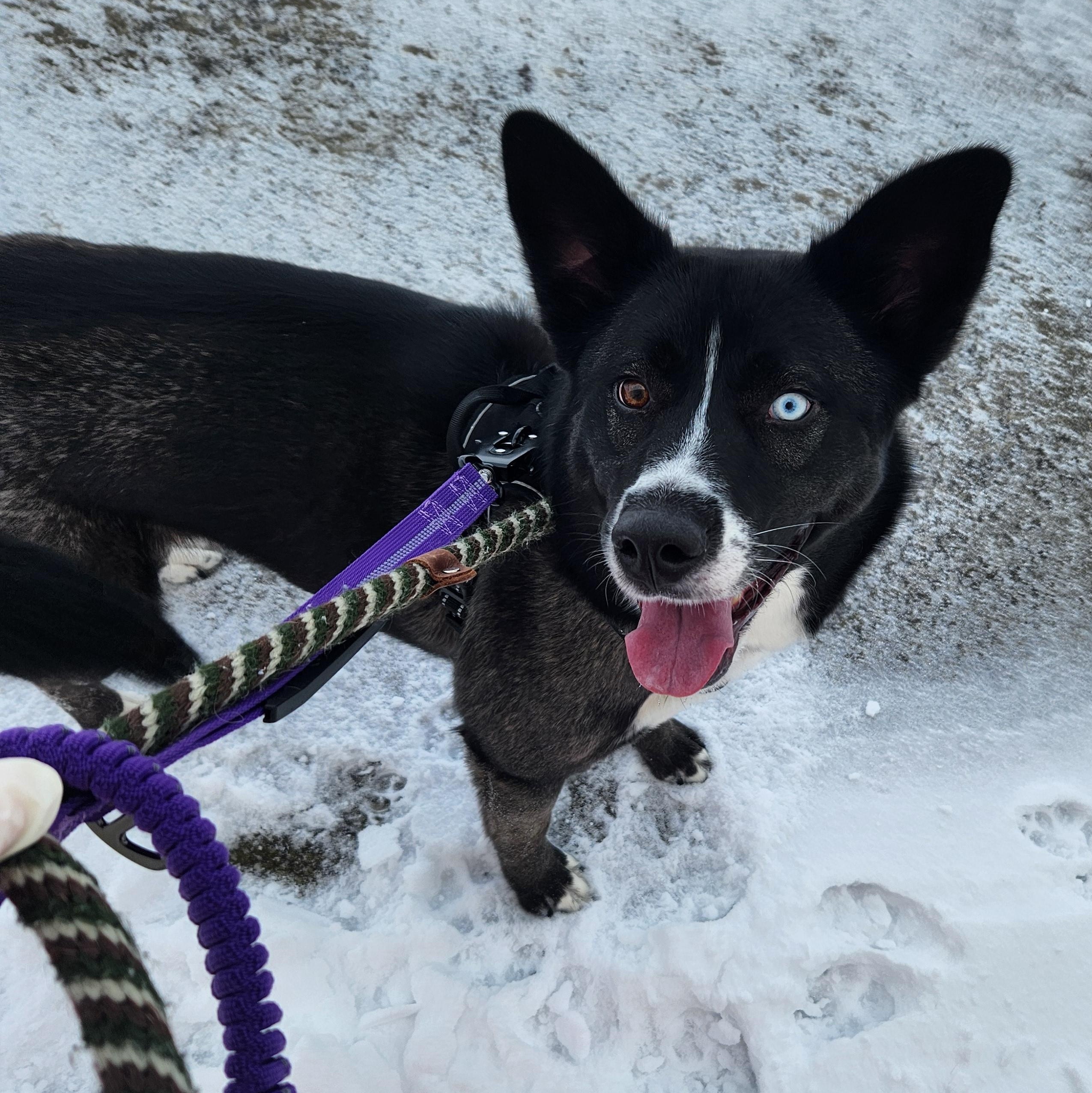 Bitzy, adoptable, Adult Female Husky.