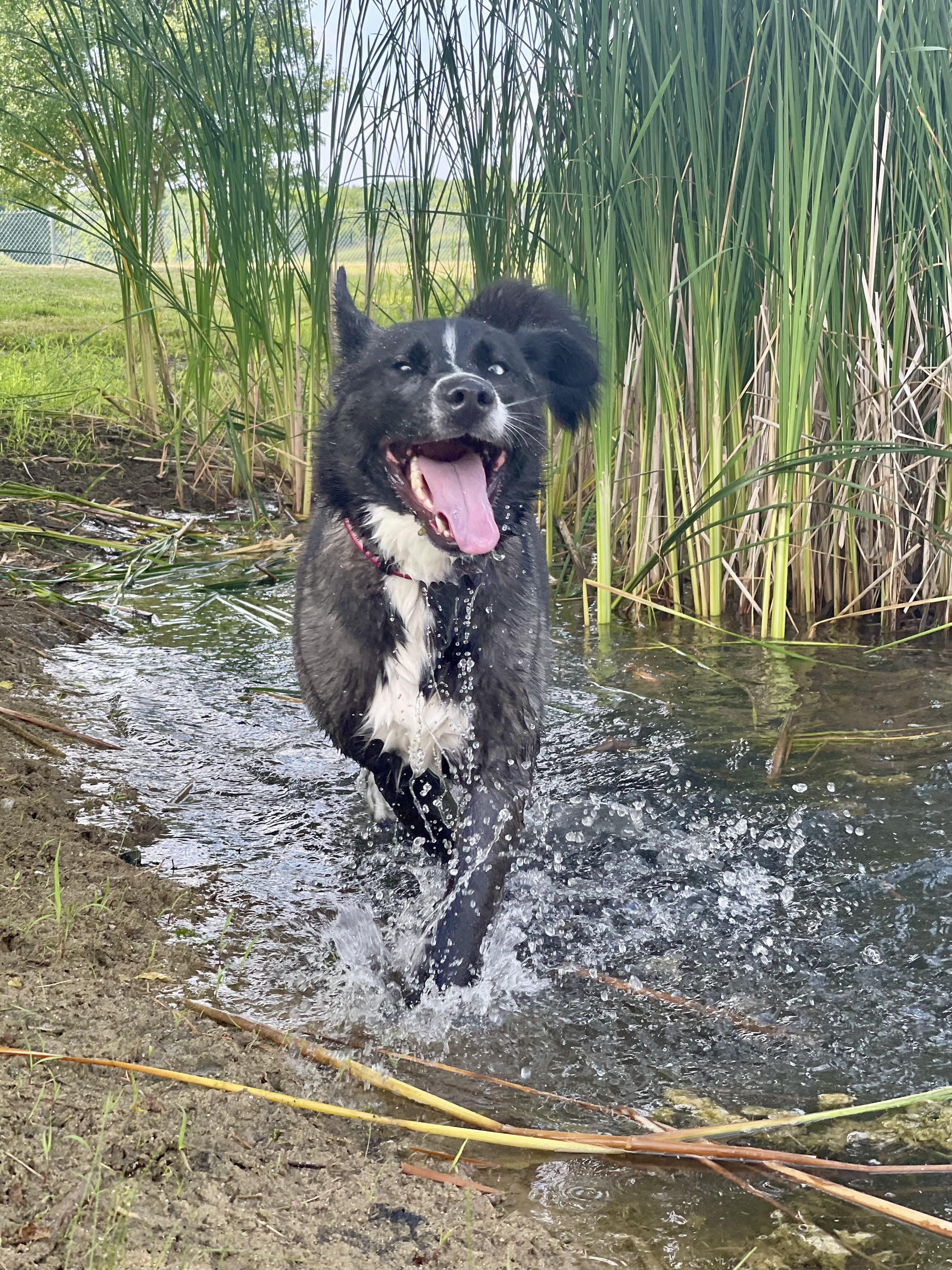 Enlarge Bitzy, an adoptable mixed breed in Lake Odessa, MI image 5/6