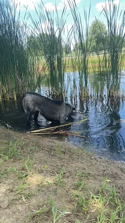Enlarge Bitzy, an adoptable mixed breed in Lake Odessa, MI video 4/6