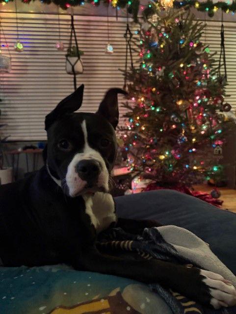 Stormy, a Adoptable Boxer in Bay City, MI image 1/3