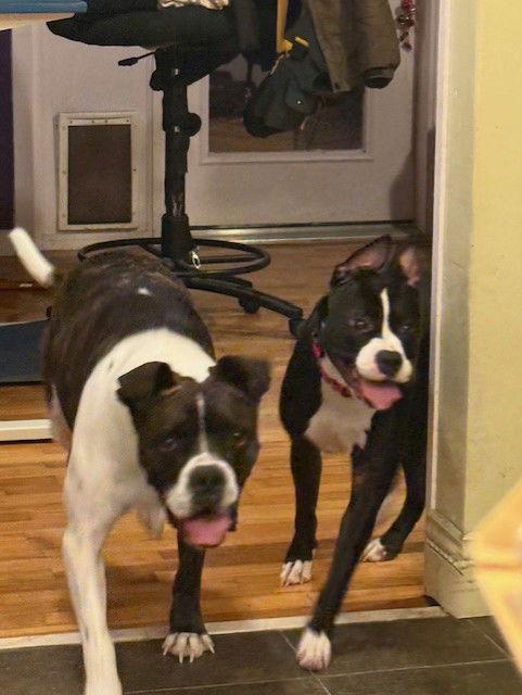 Stormy, a Adoptable Boxer in Bay City, MI image 2/3