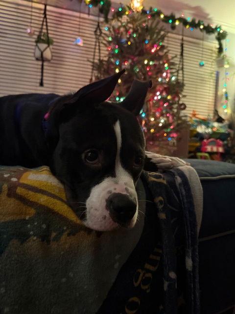 Stormy, a Adoptable Boxer in Bay City, MI image 3/3