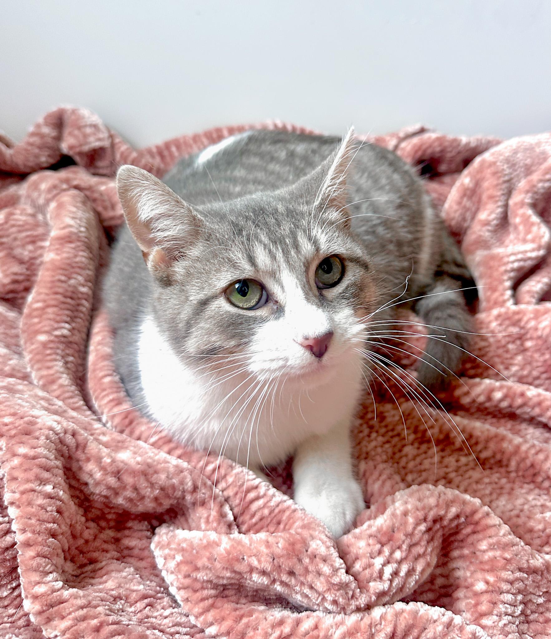 Enlarge Wubbe - Mild Wobbly Cat (No Special Accommodations Needed), a Adoptable Tabby in New Orleans, LA image 1/1