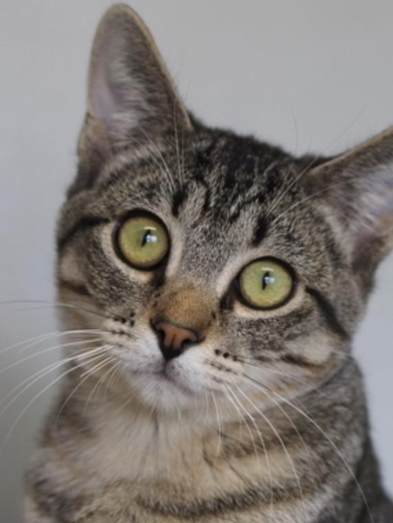 Ghost, Adopted, Young Male Domestic Short Hair.