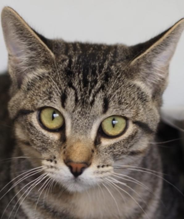 Enlarge Ghost, a Adopted Domestic Short Hair in Buena Vista, CO image 3/3