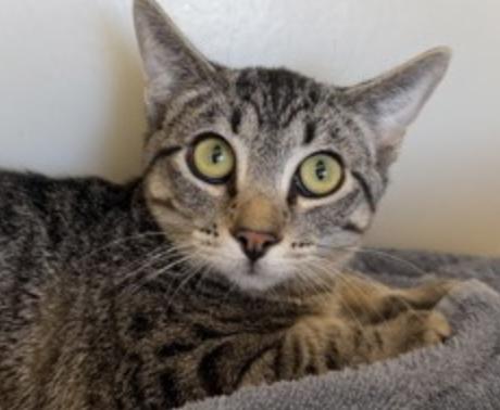 Enlarge Ghost, a Adopted Domestic Short Hair in Buena Vista, CO image 2/3