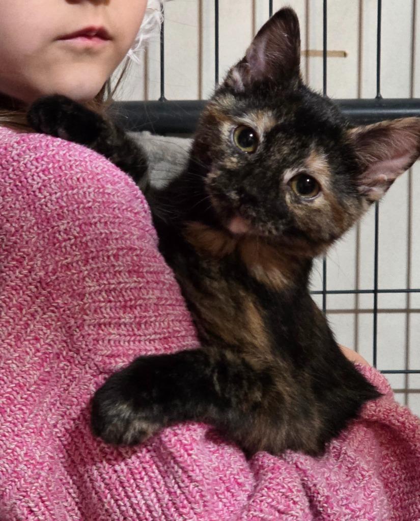 Sally, a Adopted mixed breed in Minot, ND image 2/3