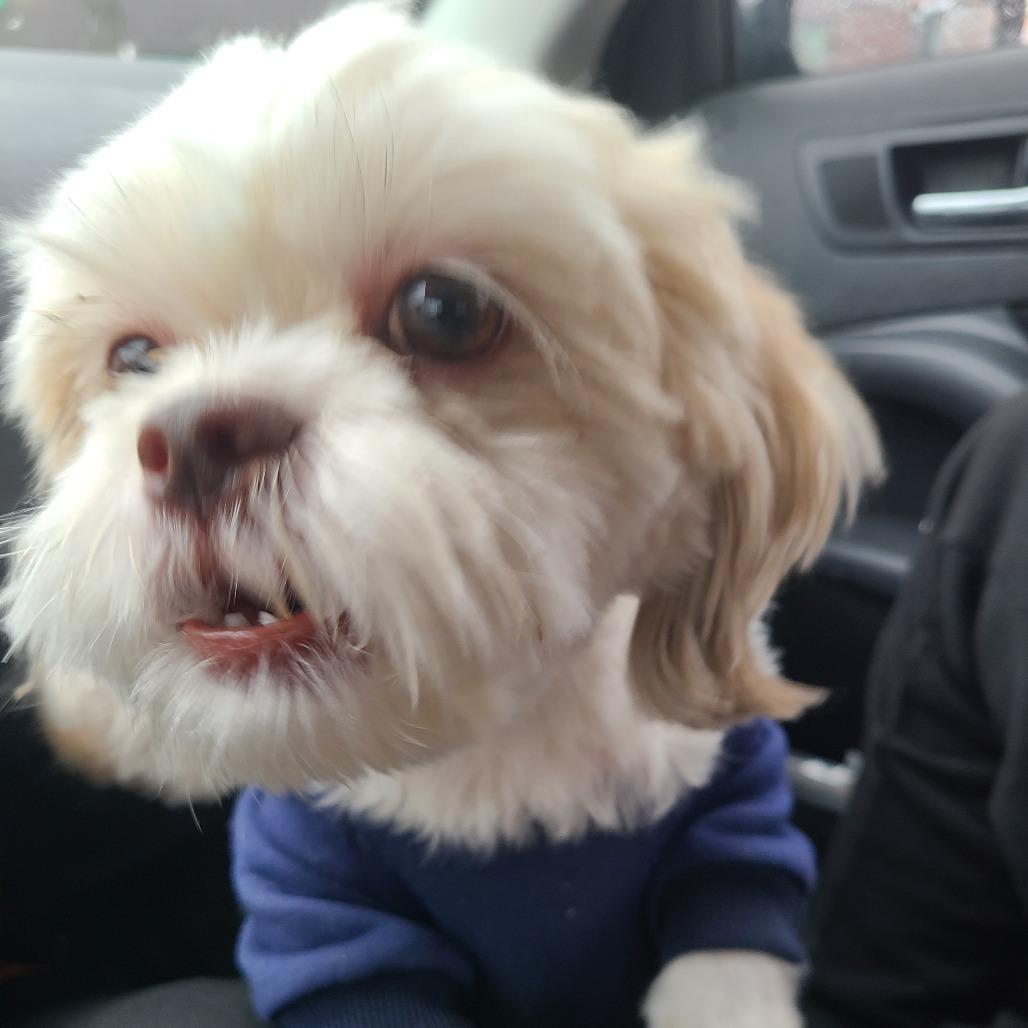 Lucas, Adoptable, Adult Male Shih Tzu & Bichon Frise.