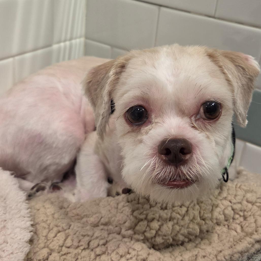 Enlarge Lucas, a Adoptable mixed breed in Wantagh, NY image 3/5