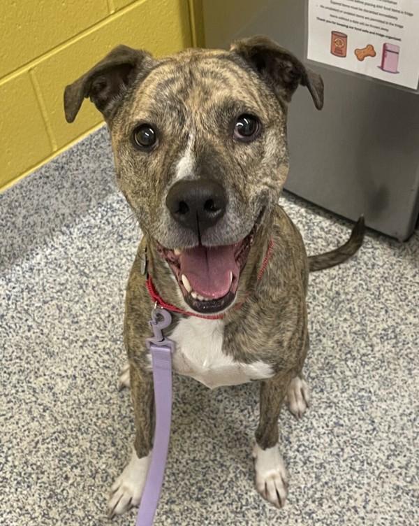 Enlarge Allie, a Adoptable mixed breed in Golden, CO image 1/2