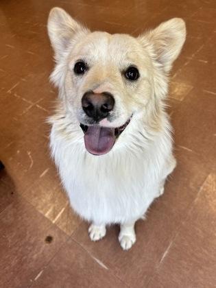 Blueberry — thumbnail 2