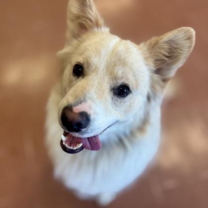 Blueberry — thumbnail 3