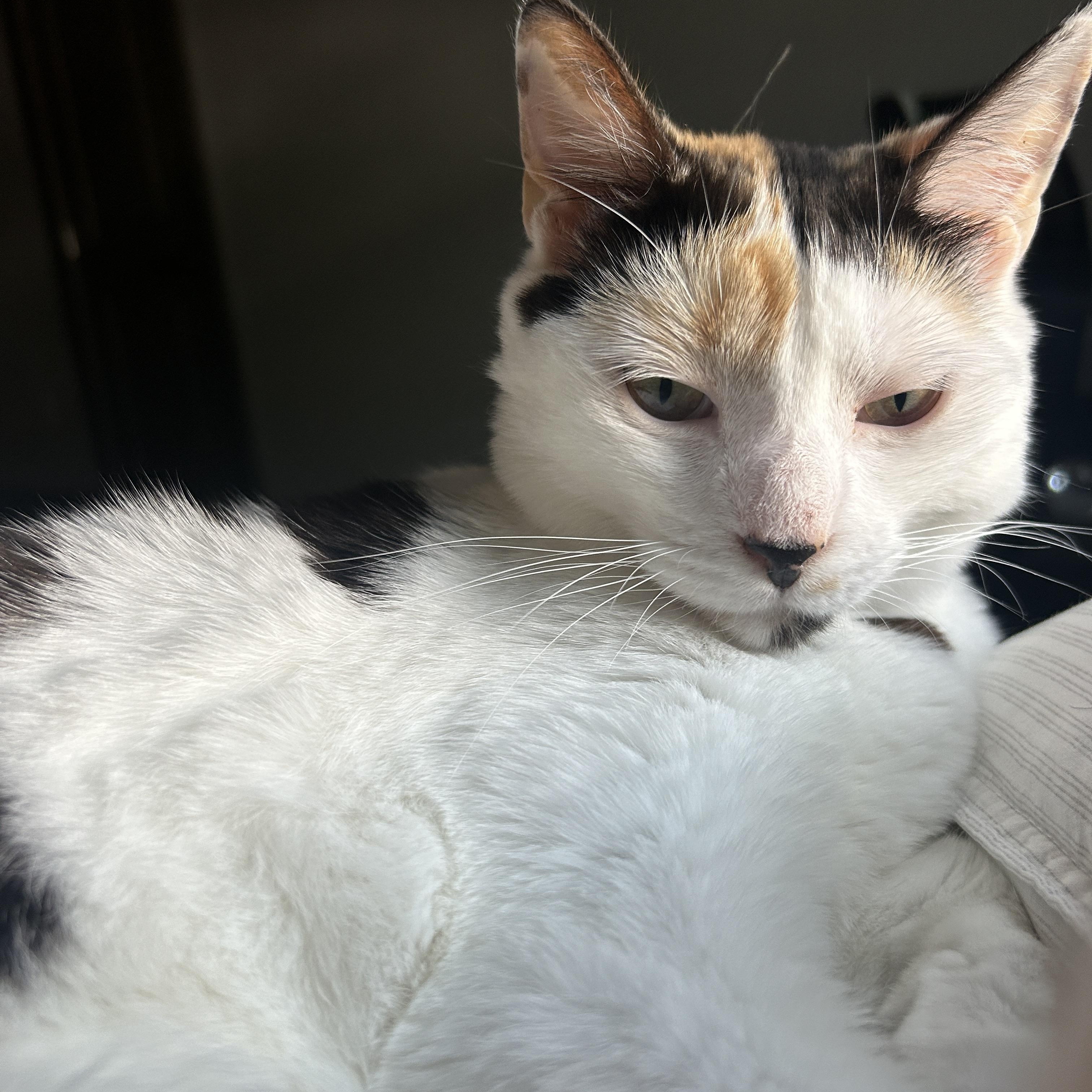 Enlarge Kiki, a Adoptable Calico in Wilmington, NC image 2/6