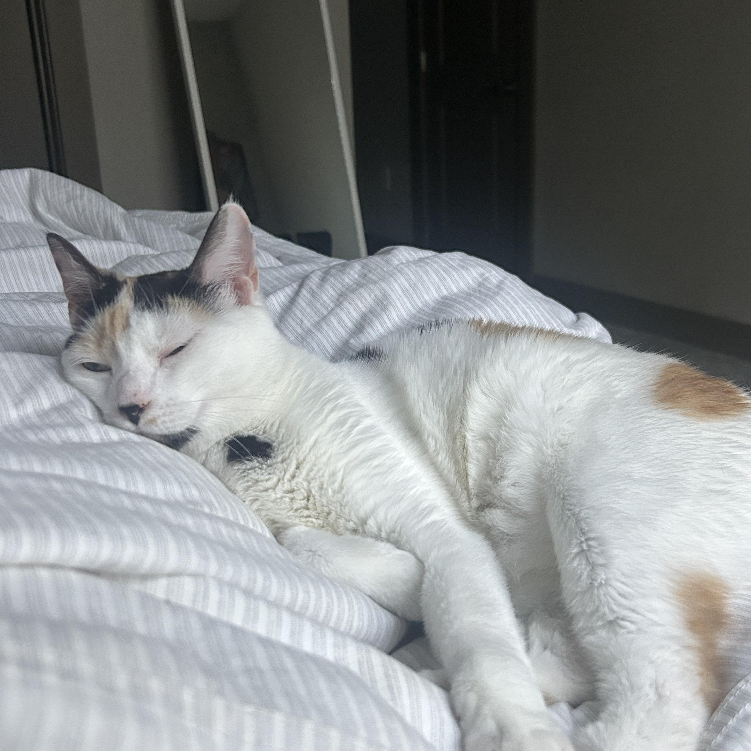 Enlarge Kiki, a Adoptable Calico in Wilmington, NC image 3/6