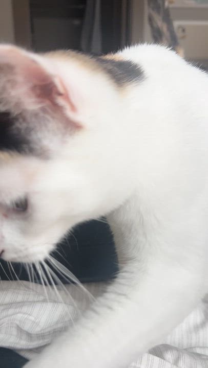 Enlarge Kiki, a Adoptable Calico in Wilmington, NC video 6/6