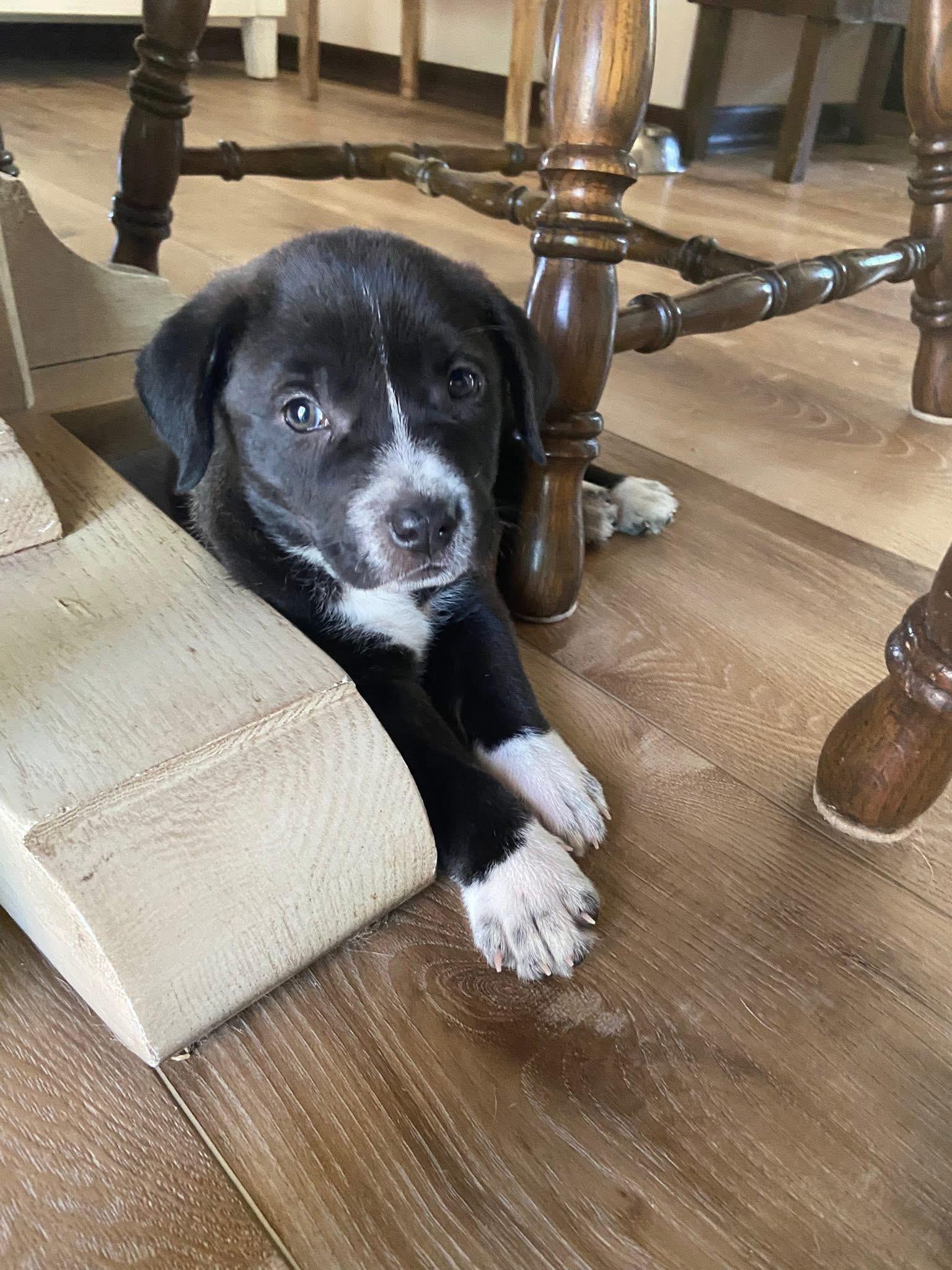 Poppy the Shepherd Puppy, a Adoptable mixed breed in Muskego, WI image 4/6