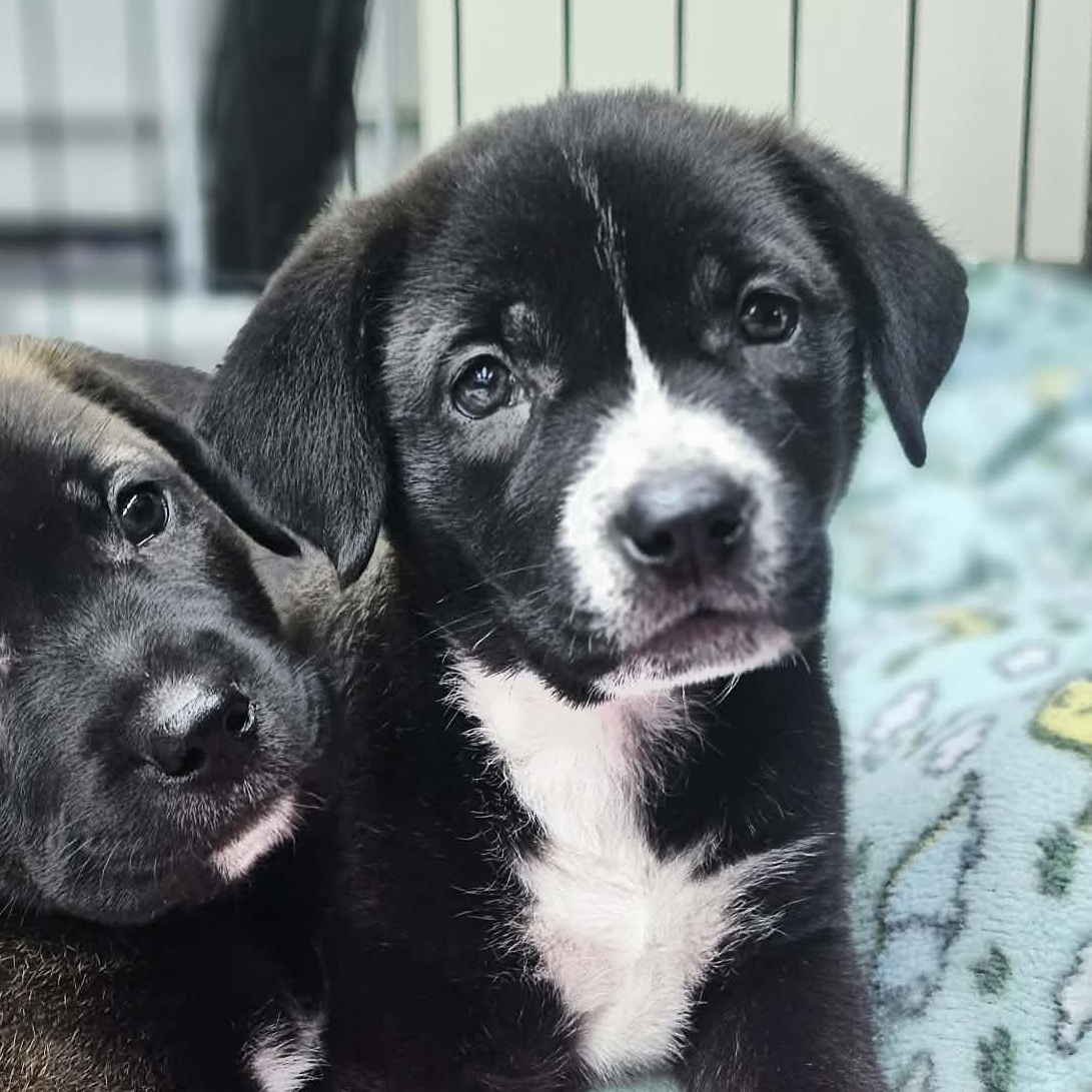 Poppy the Shepherd Puppy, Adoptable, Puppy Female German Shepherd Dog & Black Mouth Cur.