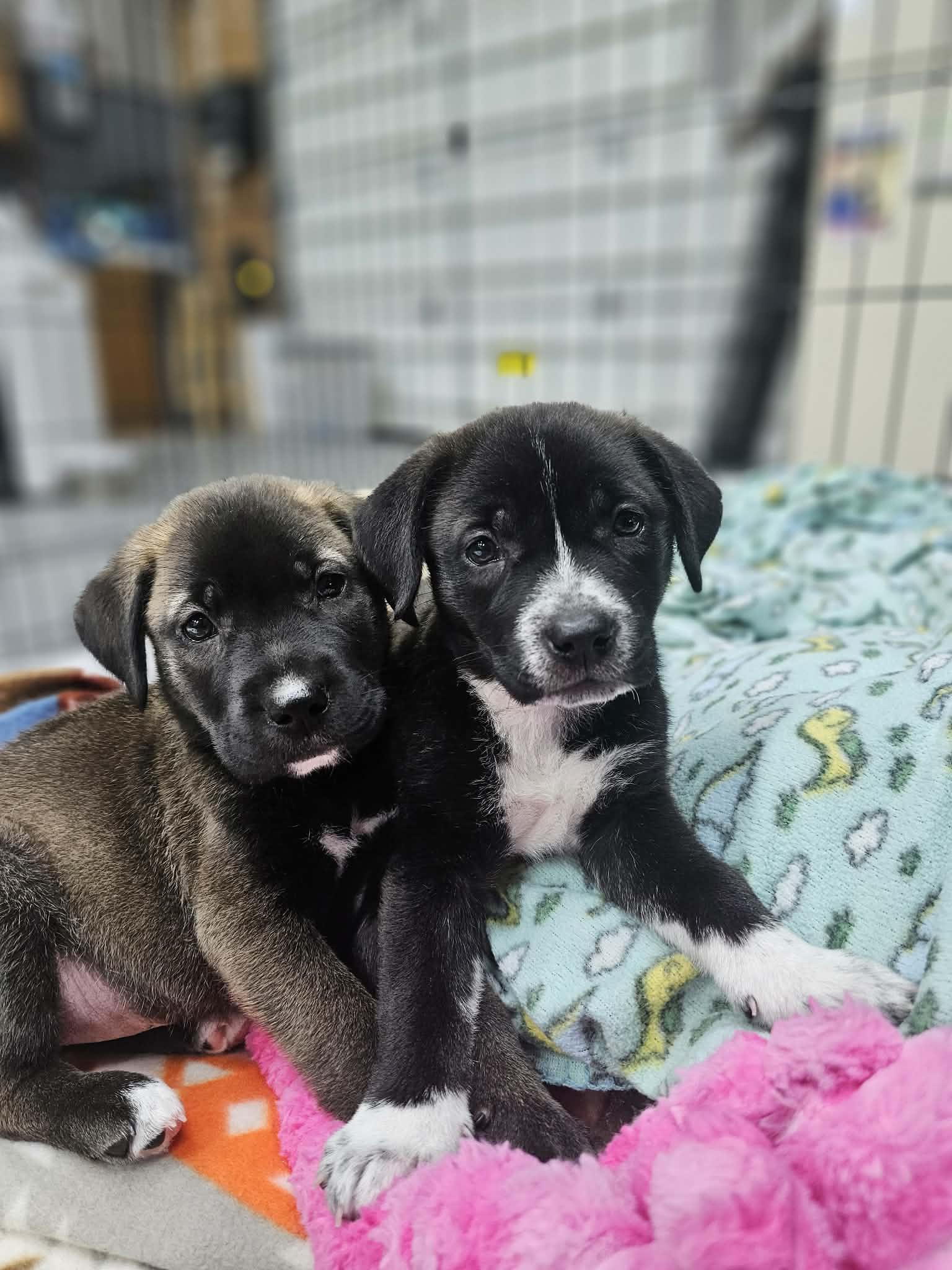 Poppy the Shepherd Puppy, a Adoptable mixed breed in Muskego, WI image 2/6