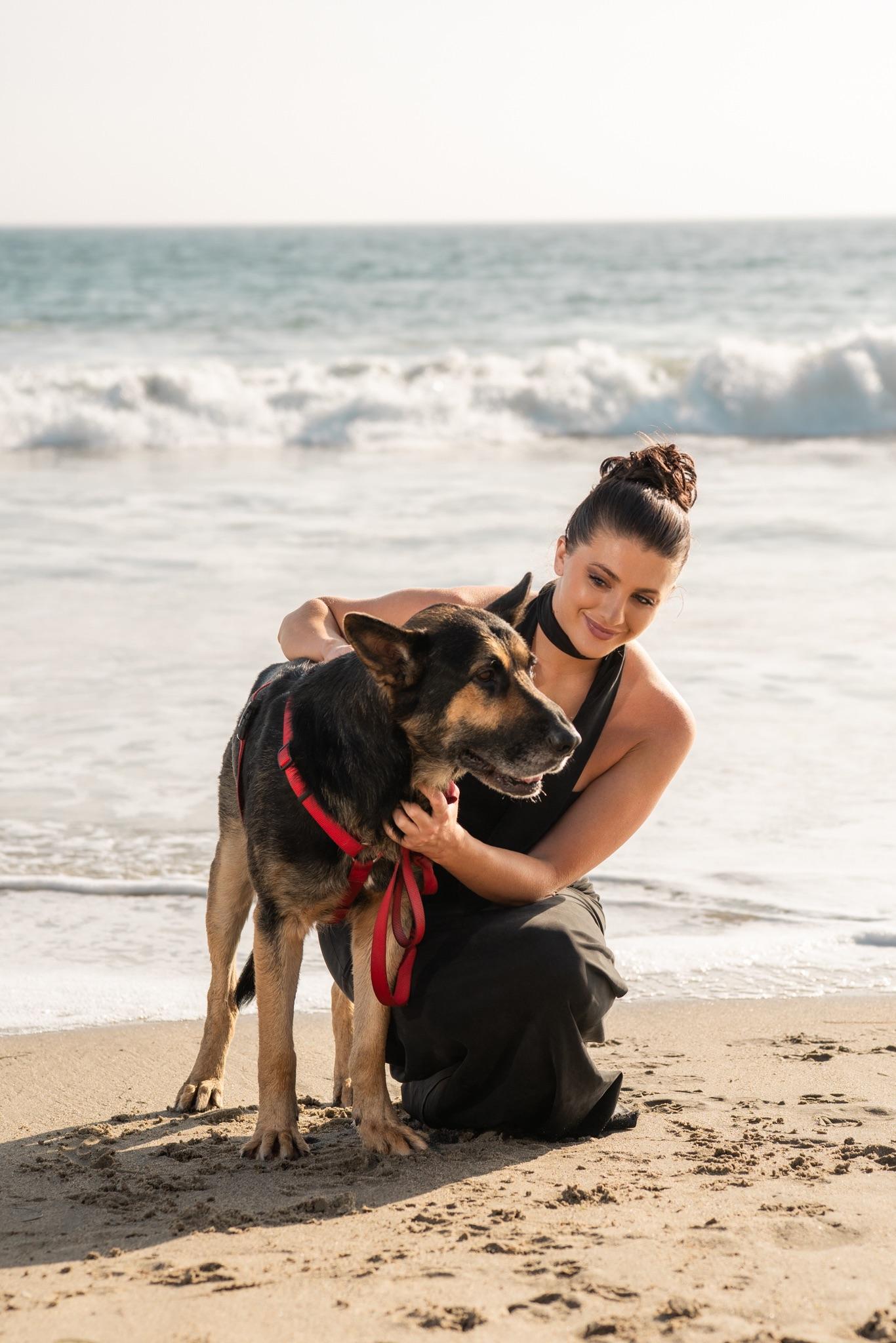 Enlarge Myles, a ADOPTABLE German Shepherd Dog in Frazier Park, CA image 3/6