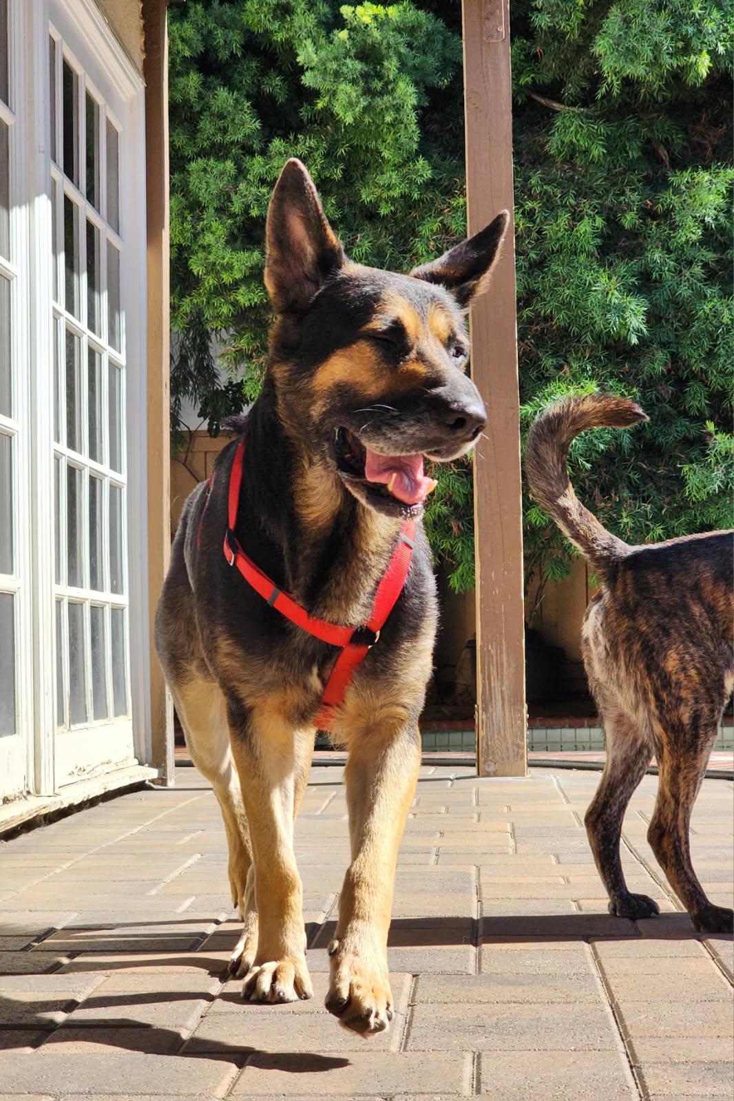 Myles, ADOPTABLE, Adult Male German Shepherd Dog.