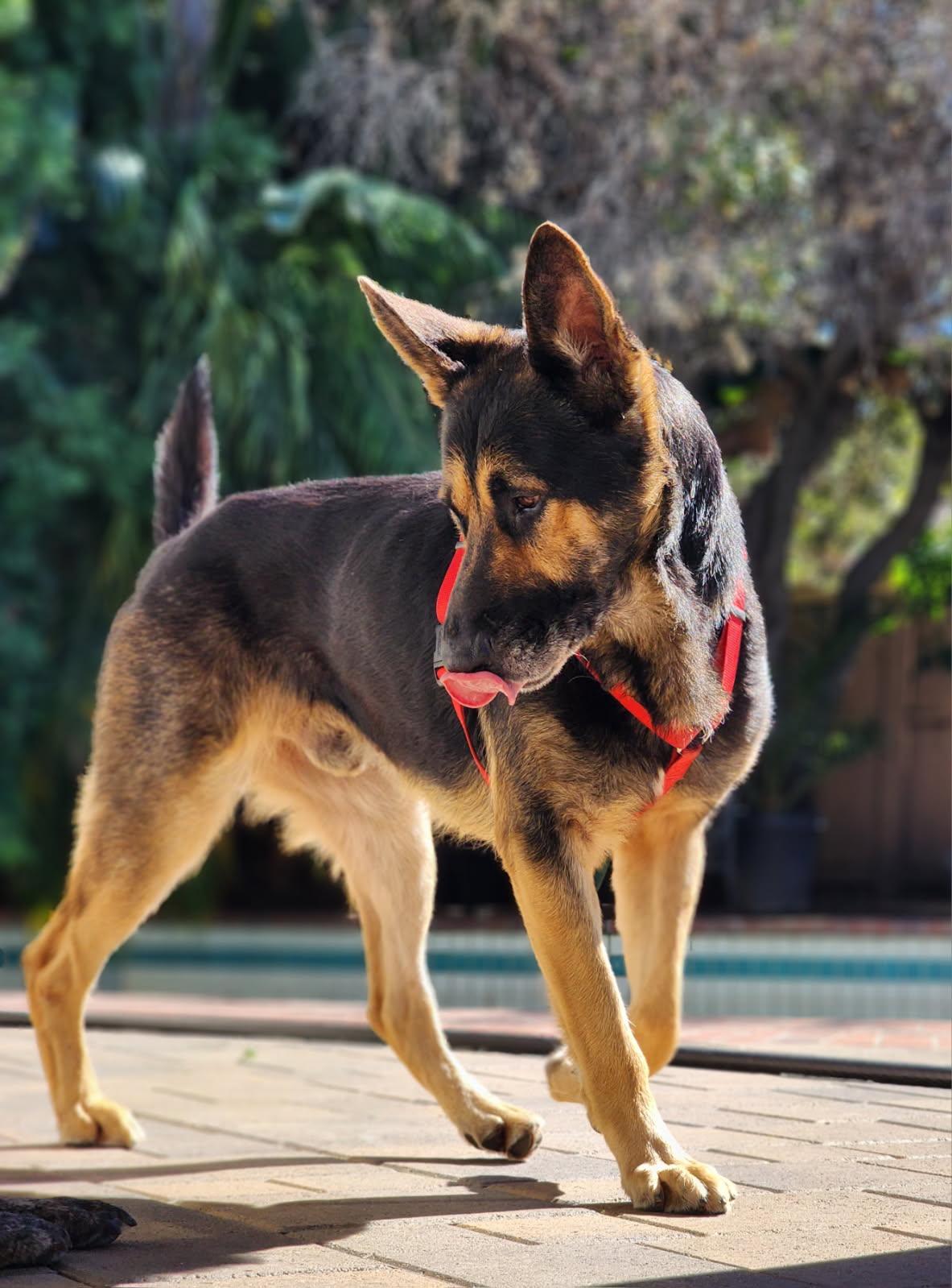 Enlarge Myles, a ADOPTABLE German Shepherd Dog in Frazier Park, CA image 5/6