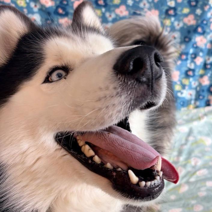 Loki, Adoptable, Adult Male Husky.