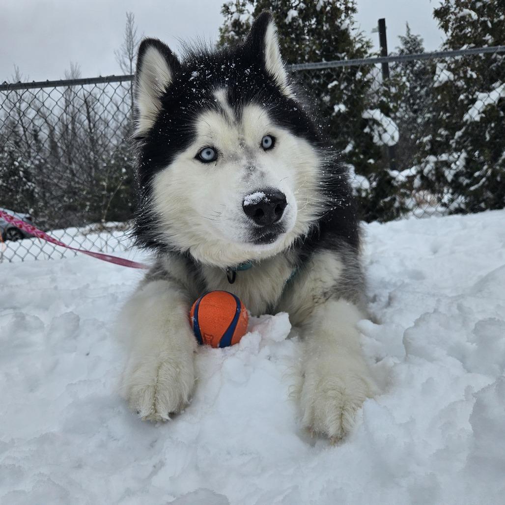 Loki, Adoptable, Adult Male Husky.