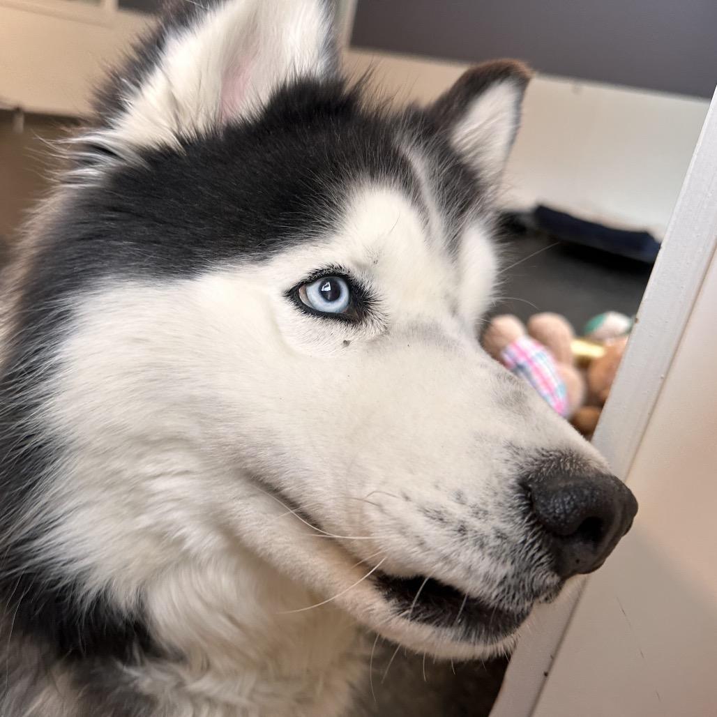Loki, Adoptable, Adult Male Husky.