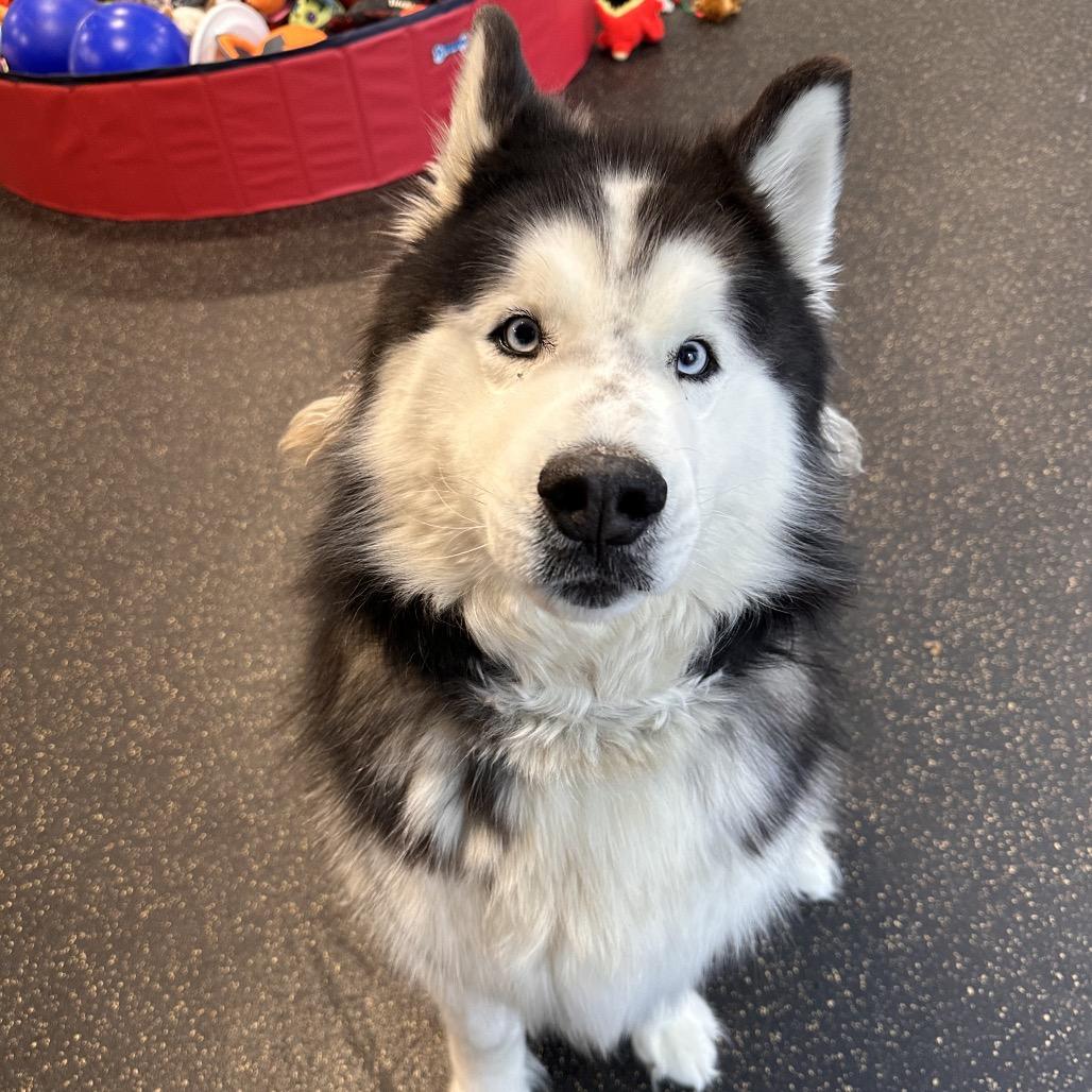 Enlarge Loki, a Adoptable Husky in Conway, NH image 2/6