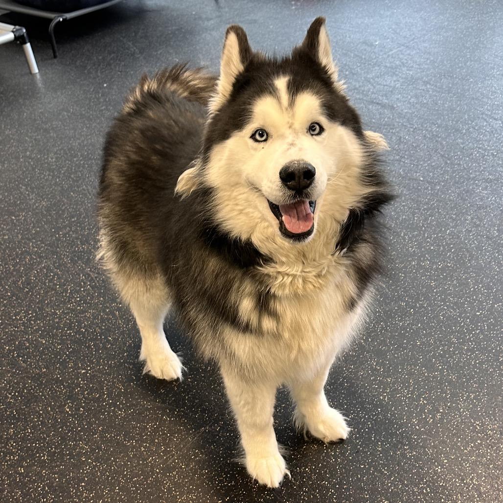 Enlarge Loki, a Adoptable Husky in Conway, NH image 3/6