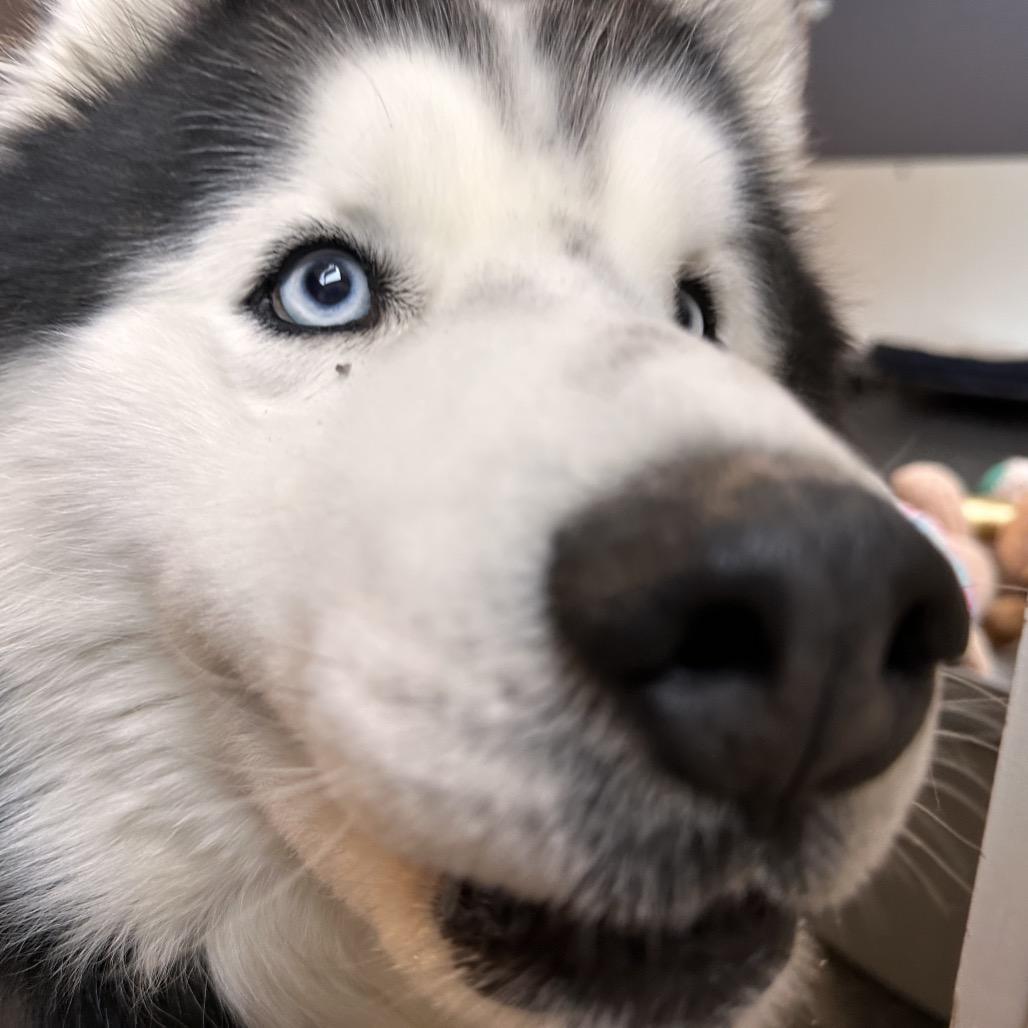 Enlarge Loki, a Adoptable Husky in Conway, NH image 4/6