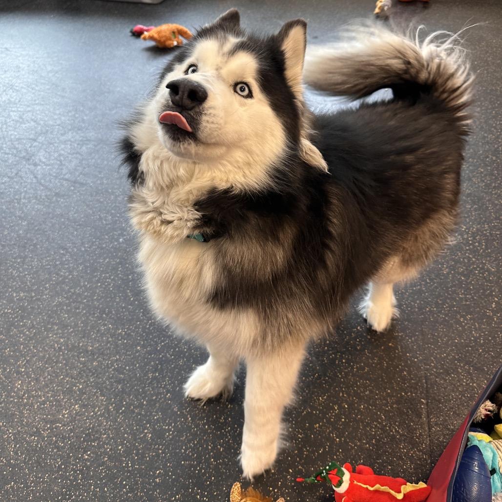 Enlarge Loki, a Adoptable Husky in Conway, NH image 6/6