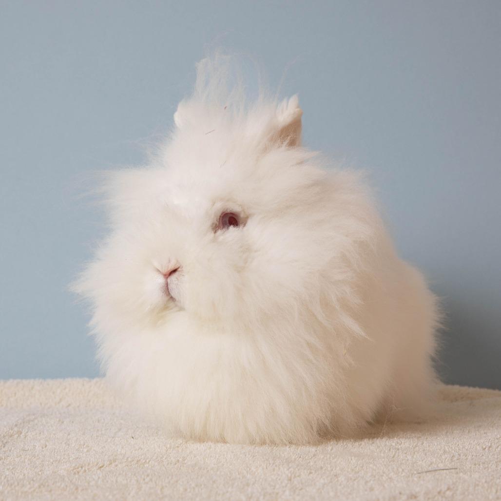 Dr. Mel King, Adoptable, Adult Female Lionhead.