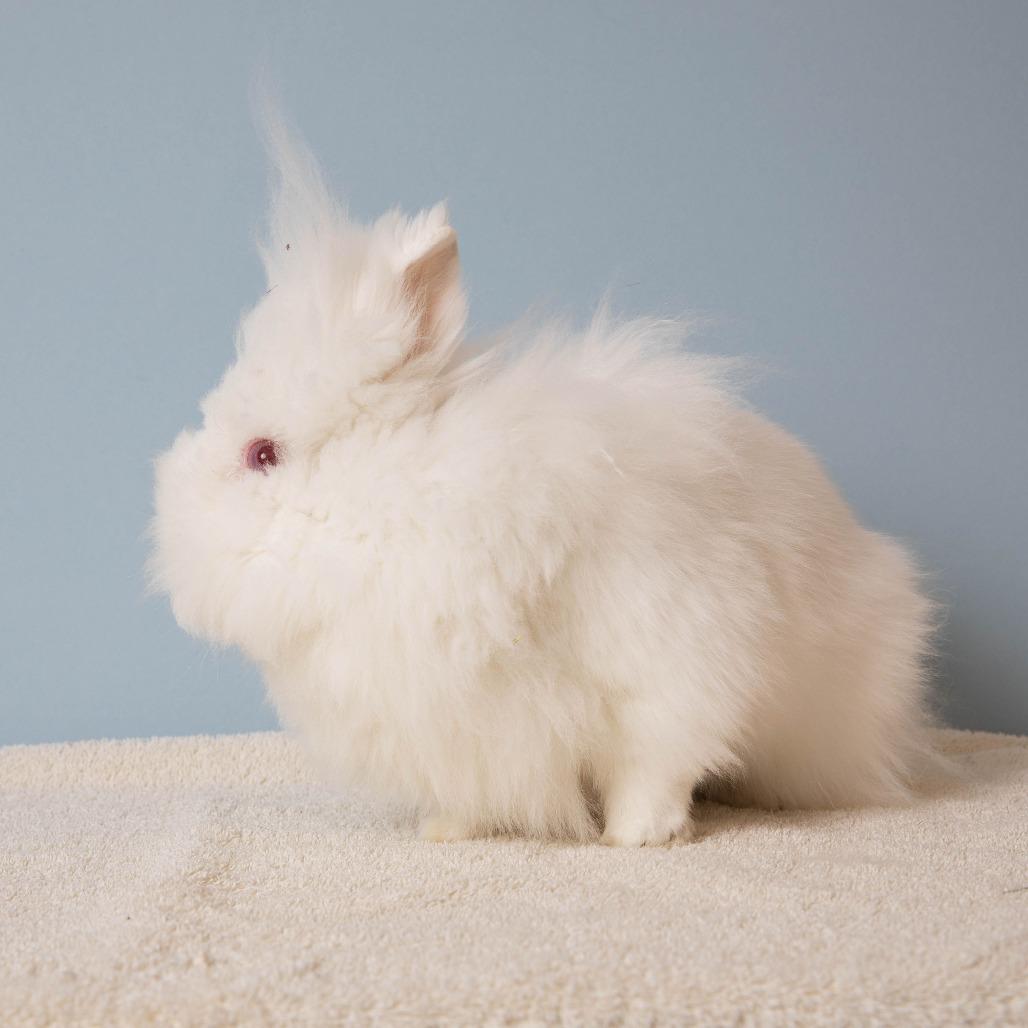 Enlarge Dr. Mel King, a Adoptable Lionhead in Richmond, CA image 2/6