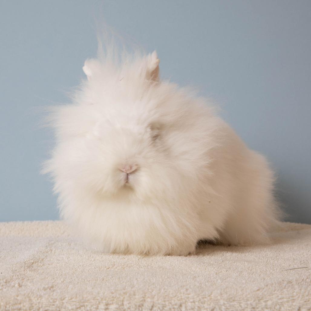 Enlarge Dr. Mel King, a Adoptable Lionhead in Richmond, CA image 3/6