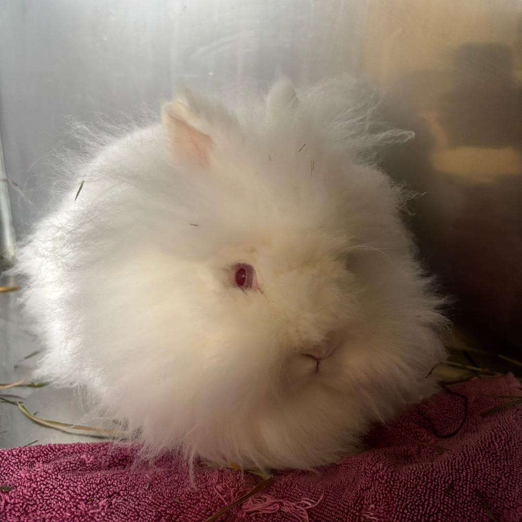 Enlarge Dr. Mel King, a Adoptable Lionhead in Richmond, CA image 4/6