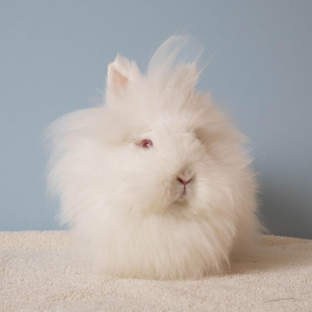 Enlarge Dr. Mel King, a Adoptable Lionhead in Richmond, CA image 5/6